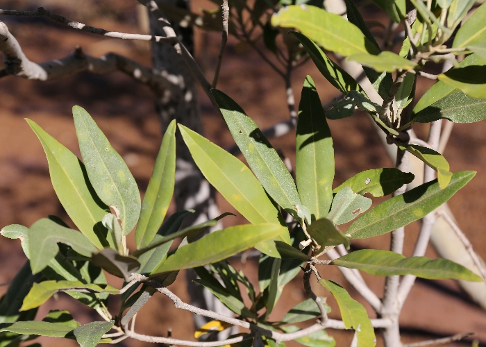 Australian Coastal Plants Malvaceae